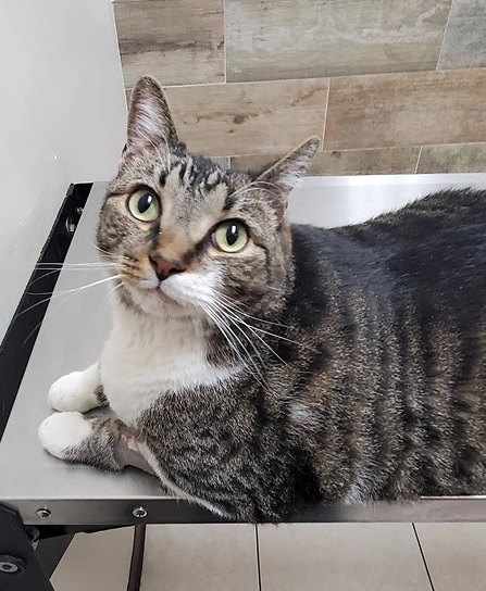 Pet Surgery Image
