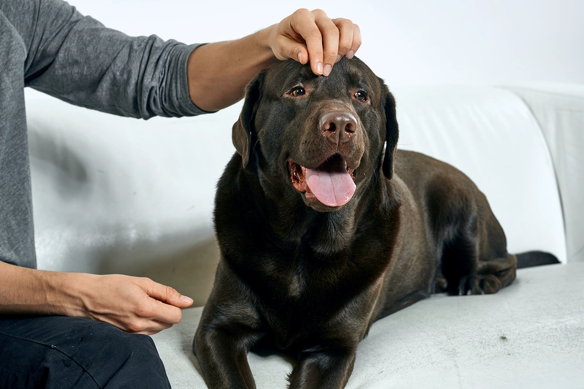 Tips for Giving Oral Medication to Your Pet