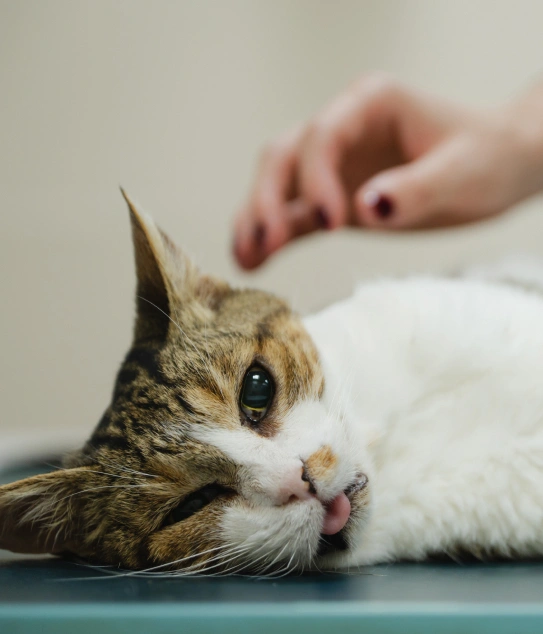 Pet Anesthesia