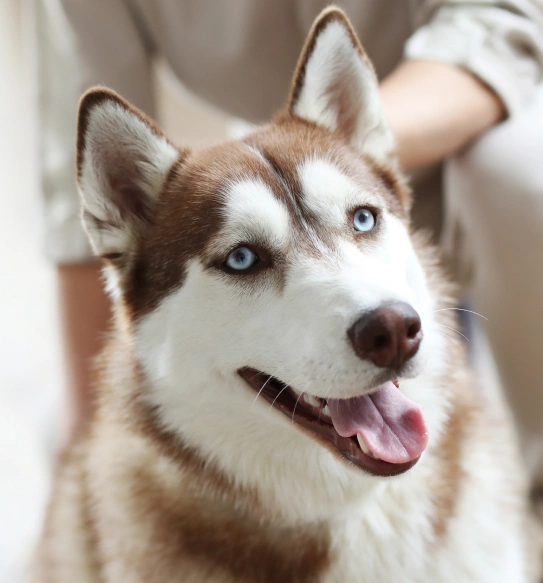 Care for Older Pets