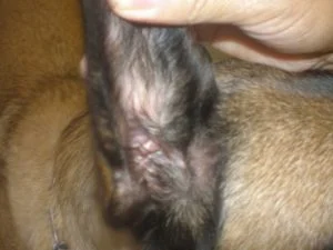 Veterinary ear cleaning solution used for pet ear care and hygiene.