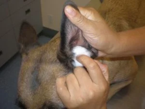 Veterinary ear examination before debris removal process.