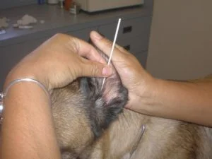 Final step of ear cleaning with debris fully removed and ear cleaned.