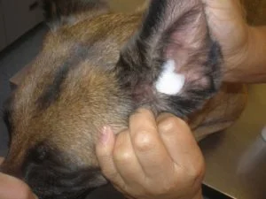 Removing debris from a pet’s ear during cleaning procedure.