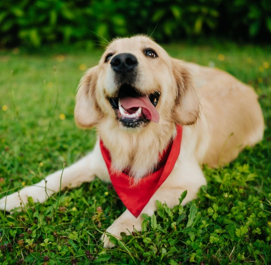 Pet Dental Care