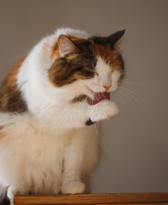 Veterinary Dermatology Care