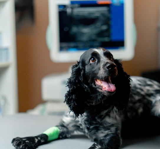 Pet Diagnostics