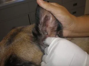 Applying prescribed ointment inside a pet’s ear canal using a gloved finger.