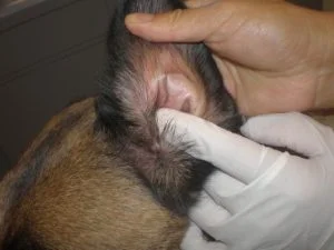 Spreading a thin layer of veterinary ointment inside the ear flap for treatment.