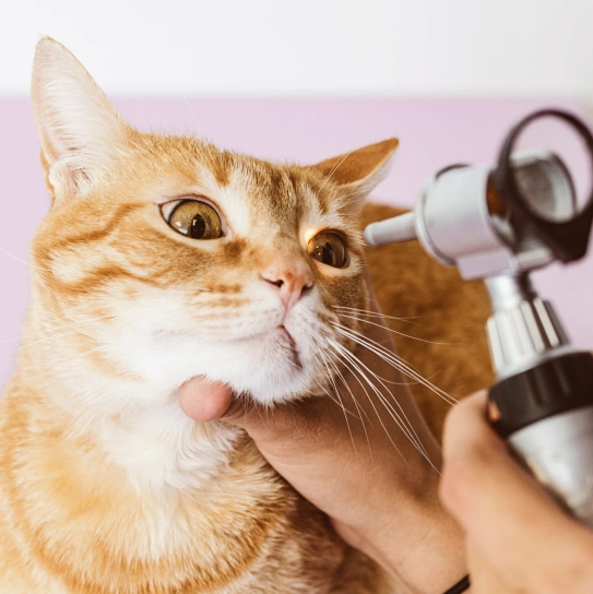 Eye Care