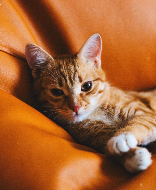 Feline Upper Respiratory Disease Complex