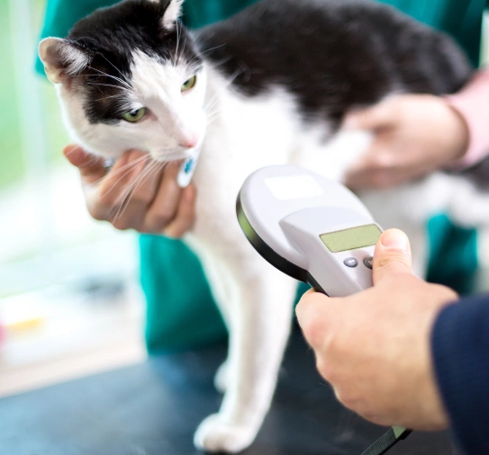 Microchipping