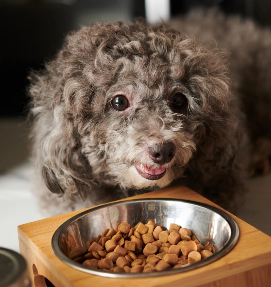 Pet Nutritional Counseling