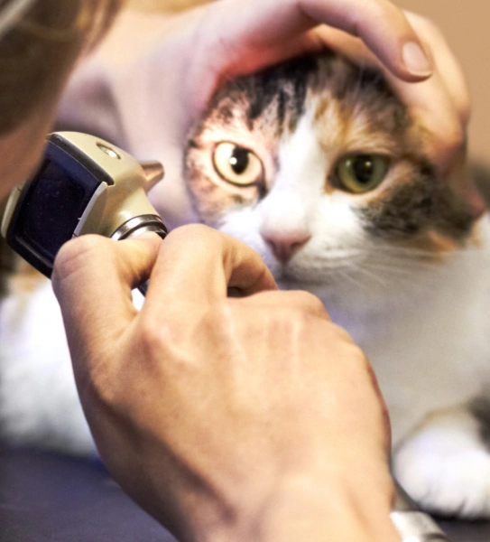 Pet Ophthalmology