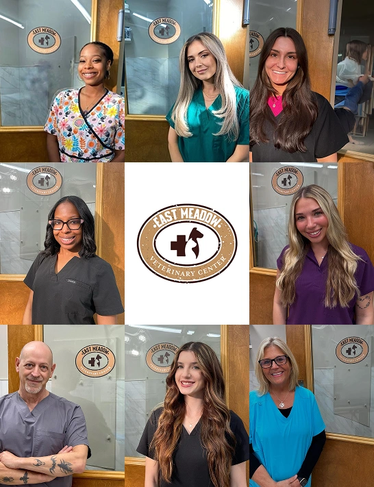 Reliable veterinary care team