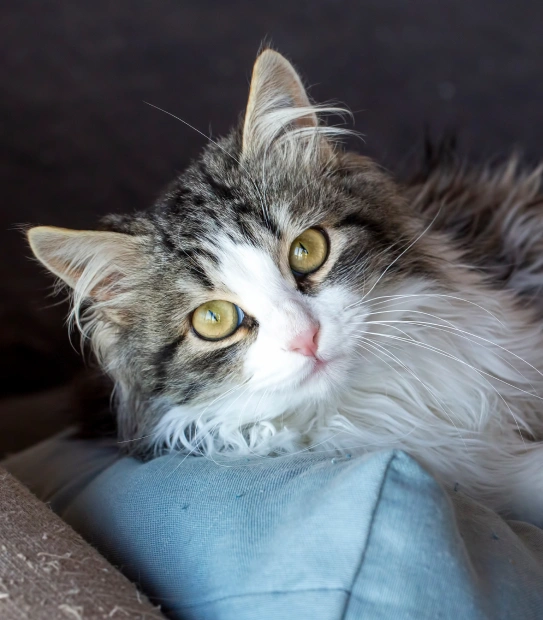 Pet Insurance