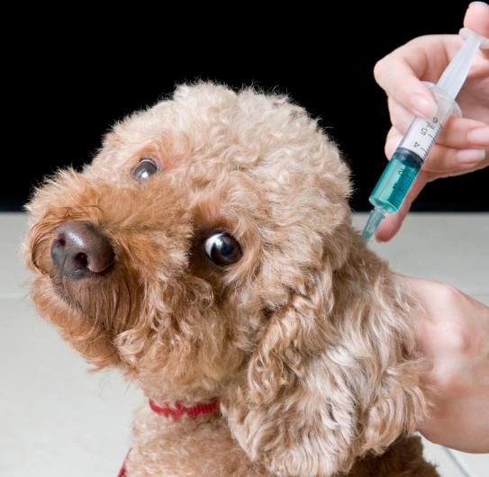 Pet Vaccinations