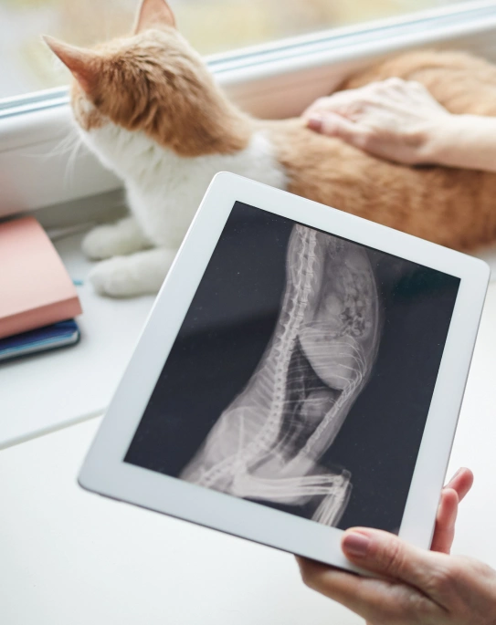 Veterinary Radiology