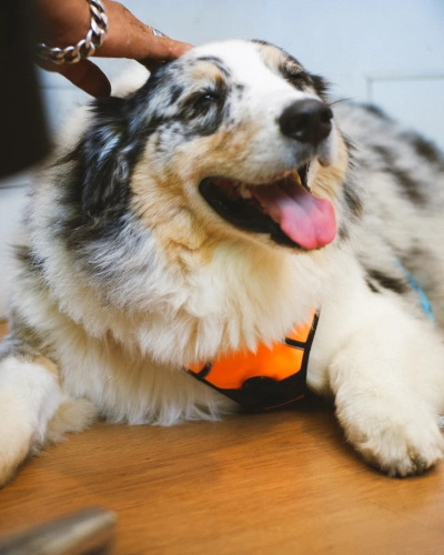 img-services-Pet-Anesthesia