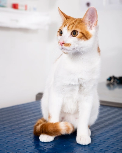 img-services-Pet-Cardiology
