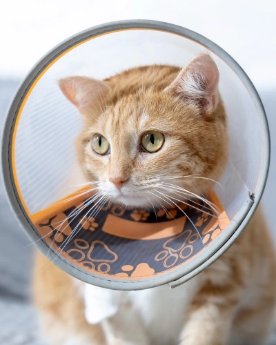 img-services-Pet-Surgery