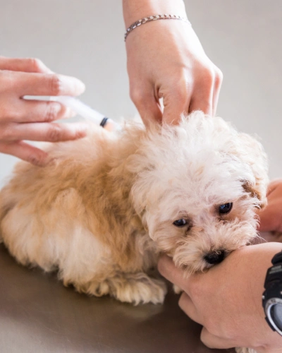 img-services-Vaccinations
