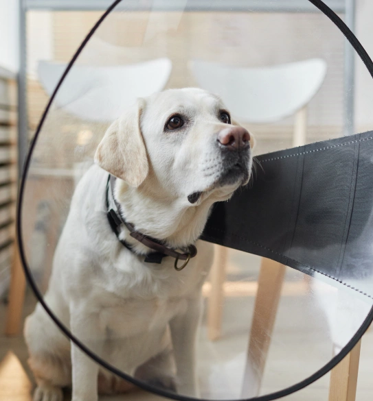 Veterinary Surgery Care