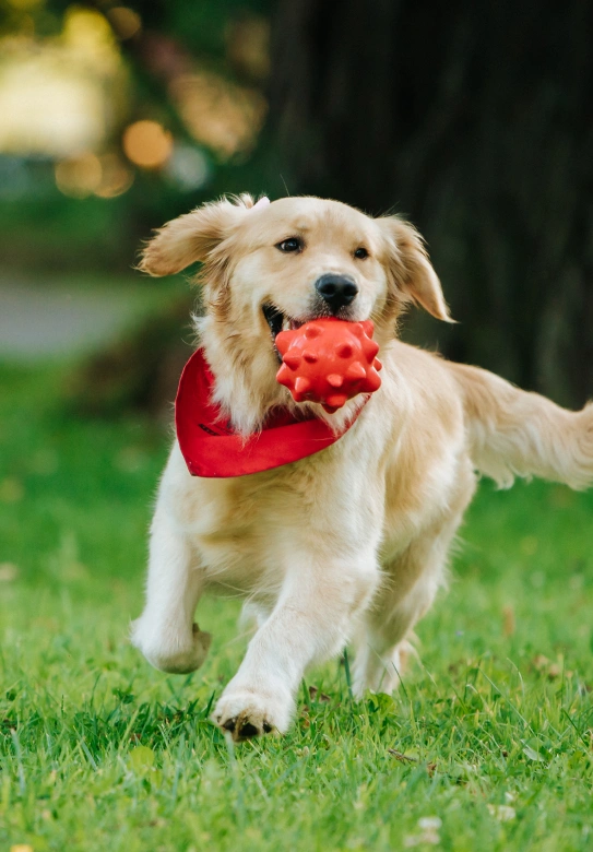 Training Your New Puppy