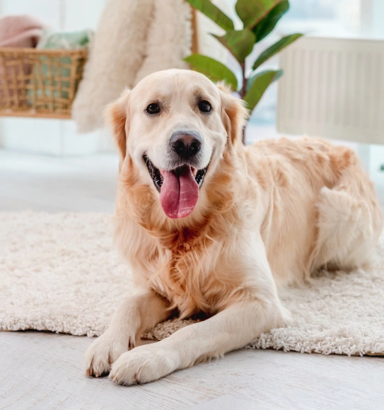 Pet Wellness Exams