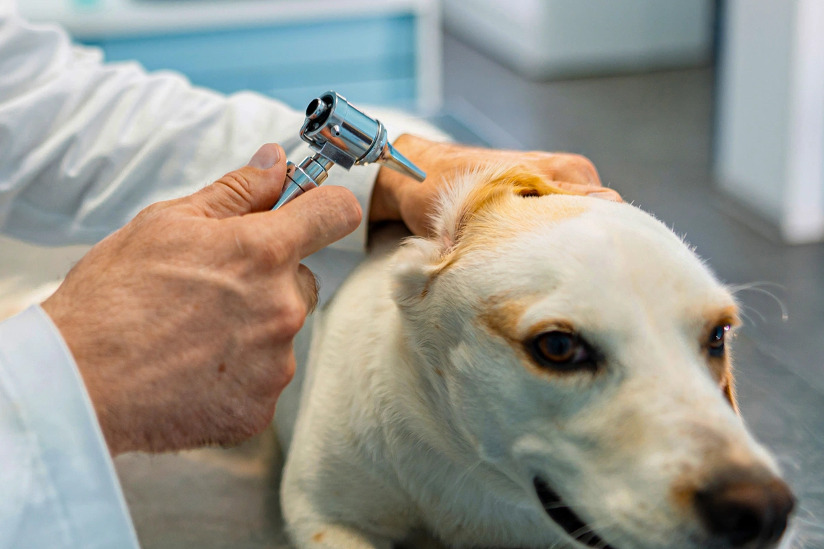 Your Guide to Ear Infections in Dogs