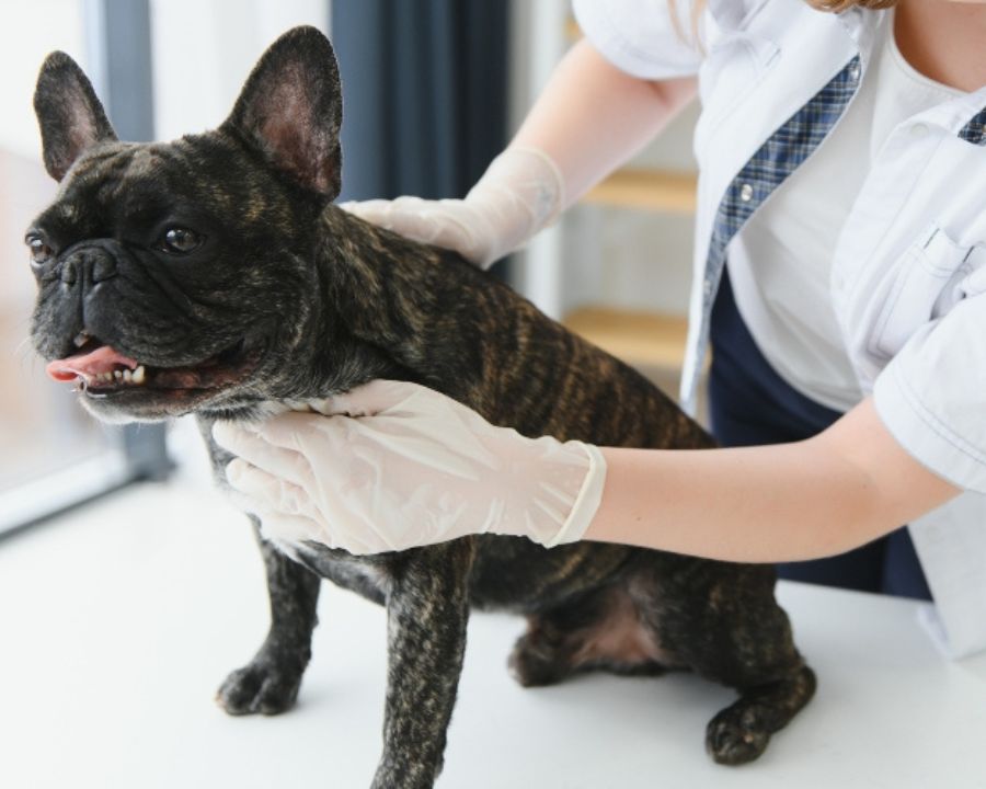 regular-wellness-exams-matter-for-pet-lifelong-health