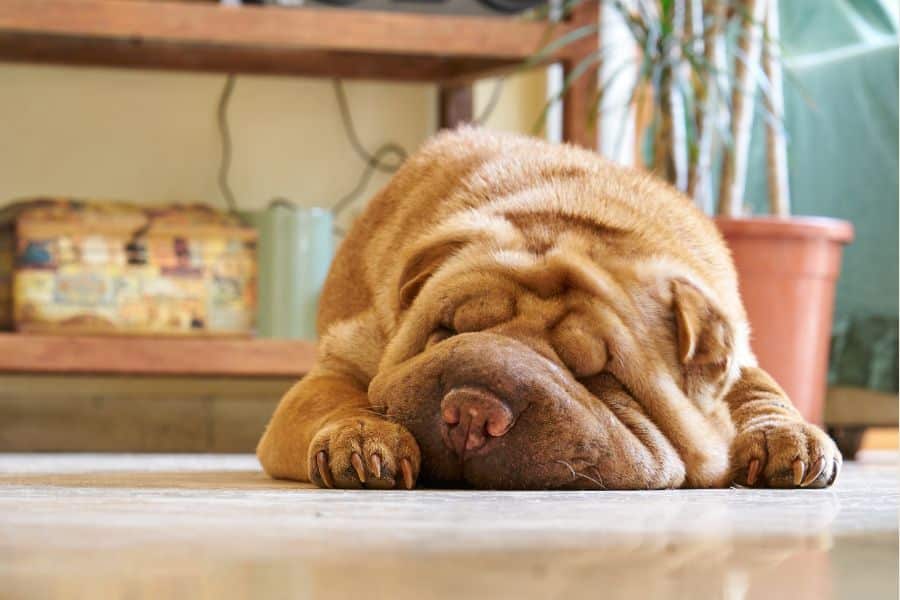Urgent Pet Care