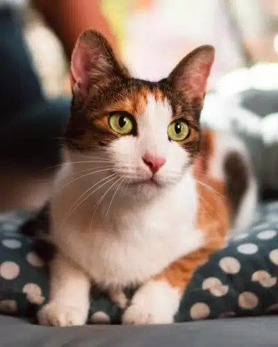 img-services-Ophthalmology